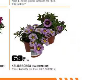 KALIBRACHOA