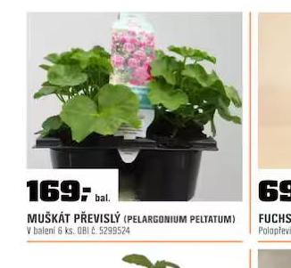 MUKT PEVISL