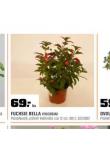 FUCHSIE BELLA