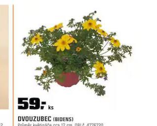DVOUZIBEC