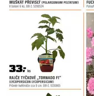 RAJE TYKOV