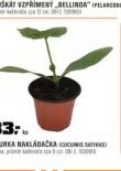 OKURKA NAKLADAKA