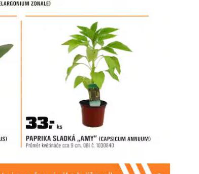 PAPRIKA SLADK AMY