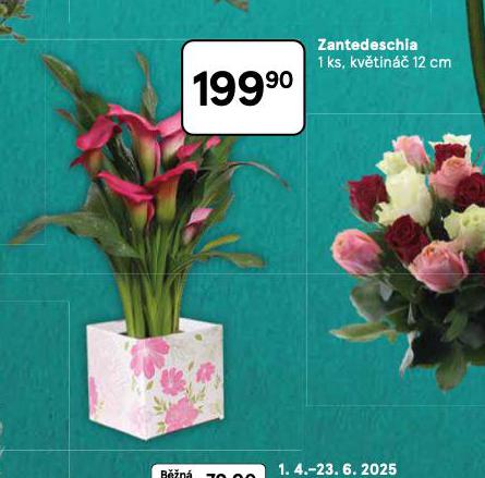 ZANTESESCHIA