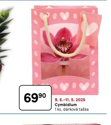 CYMBIDIUM