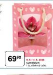 CYMBIDIUM
