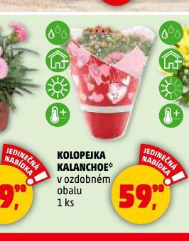 KOLOPEJKA KALANCHOE