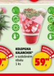 KOLOPEJKA KALANCHOE