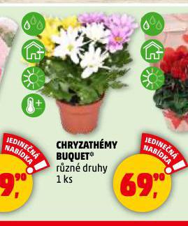 CHRYZANTHMY BUQUET
