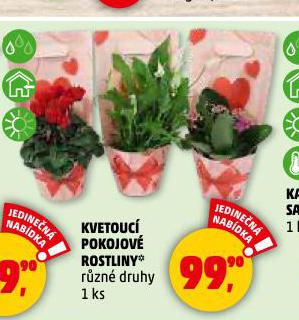 KVETOUC POKOJOV ROSTLINY