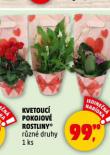 KVETOUC POKOJOV ROSTLINY