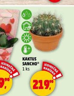 KAKTUS SANCHO