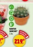 KAKTUS SANCHO