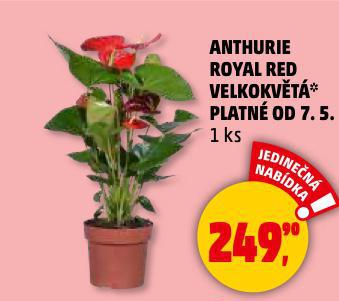 ANTHURIE ROYAL RED VELKOKVT 