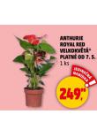 ANTHURIE ROYAL RED VELKOKVT 