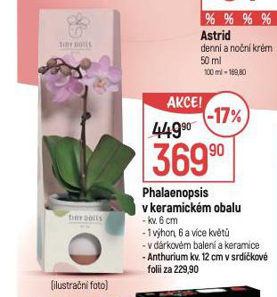 PHALAENOPSIS V KERAMICKM OBALU