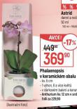 PHALAENOPSIS V KERAMICKM OBALU
