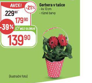 GERBERA V TACE