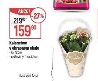KALANCHOE V OKRASNM OBALU