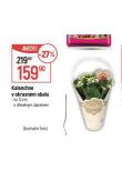 KALANCHOE V OKRASNM OBALU