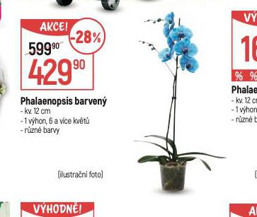 PHALAENOPSIS BAREVN