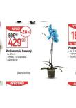 PHALAENOPSIS BAREVN