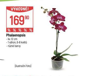 ORCHIDEA - PHALAENOPSIS