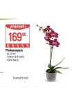 ORCHIDEA - PHALAENOPSIS