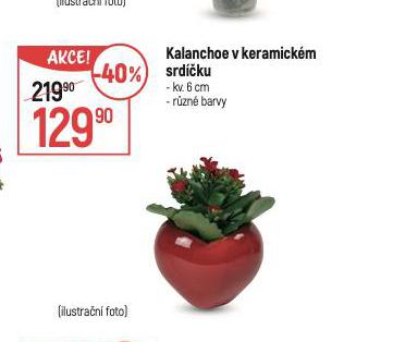 KALANCHOE V KERAMICKM SRDKU