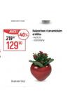 KALANCHOE V KERAMICKM SRDKU