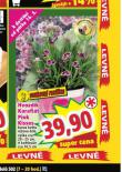 HVOZDK KARAFIT PINK KISSES