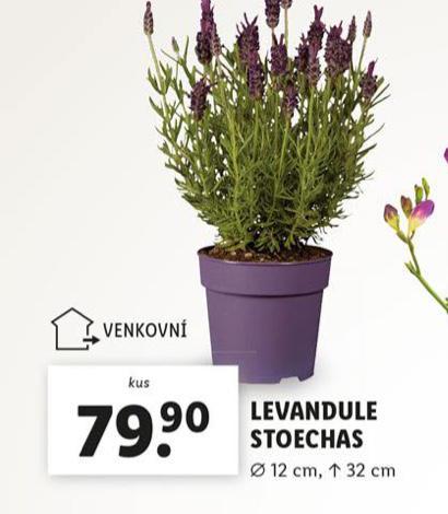 LEVANDULE
