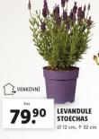 LEVANDULE