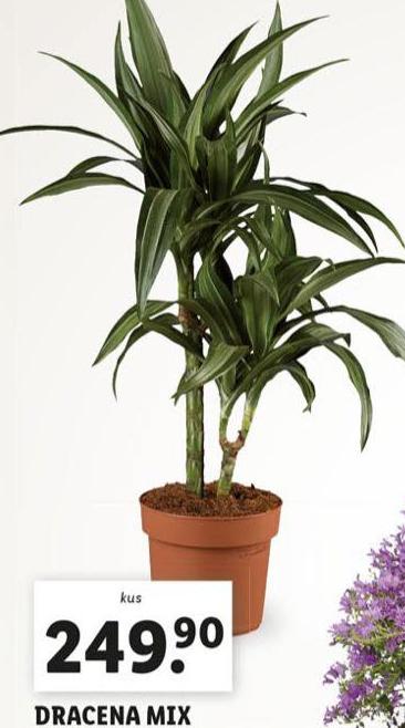 DRACENA MIX
