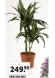 DRACENA MIX