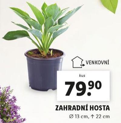 ZAHRADN HOSTA