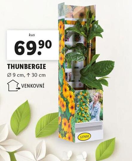 THUNBERGIE