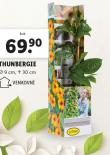 THUNBERGIE