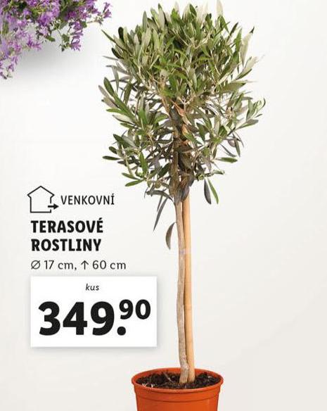 TERASOV ROSTLINY