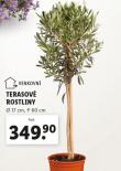 TERASOV ROSTLINY