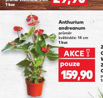 ANTHURIUM ANDREANUM
