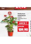 ANTHURIUM ANDREANUM