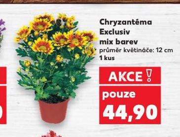 CHRYZANTMA 