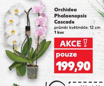 ORCHIDEA PHALAENOPSIS