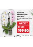 ORCHIDEA PHALAENOPSIS