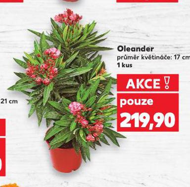 OLEANDR