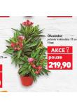 OLEANDR
