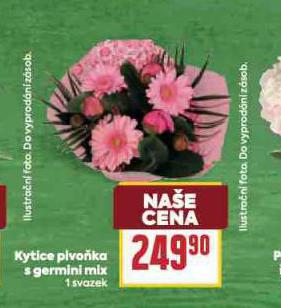 KYTICE PIVIKA S GERMINI MIX