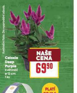 CELOSIA DEEP PURPLE