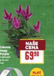 CELOSIA DEEP PURPLE